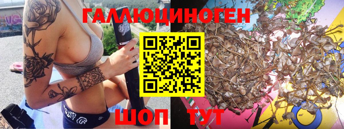 Псилоцибиновые грибы Psilocybe  Кирово-Чепецк 